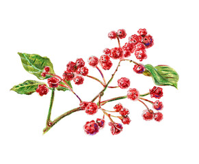 Sichuan pepper, raster illustration