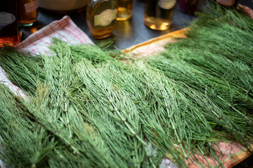 Schachtelhalm liegt zur weiteren Verarbeitung auf einem Handtuch.