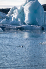 Jökulsárlón Seal swimming between huge icebergs in cold water in glacier sea on iceland