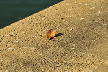 fallen leaves on the ground