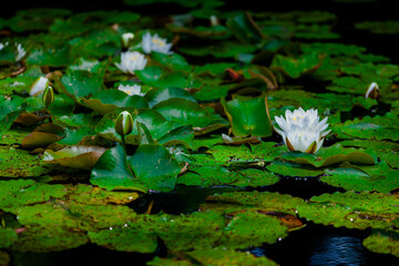 white water lilies