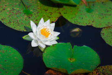white water lily