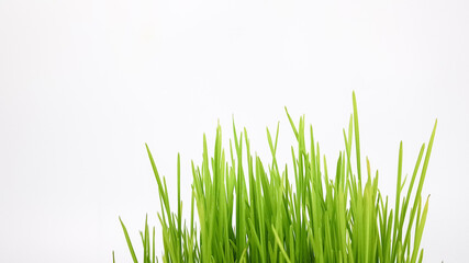 Obraz premium sprouted wheat grains on a white background. green