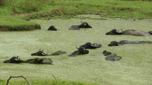 Establishing shot of herd of Water Buffalos swimming in green algae filled lake. See my port for individual shots