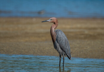 Reddish Egret a Rare Sight