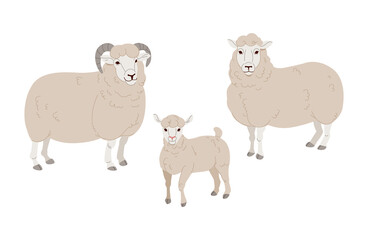 Vector set Cute Sheep and Ram isolated retro illustration. Standing Sheeps silhouette on white.