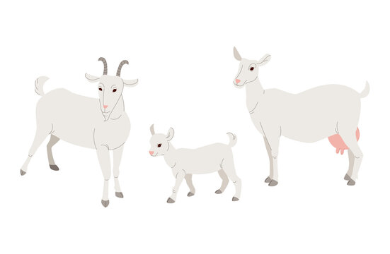 Set of white goats. Flat Vector illustration. EPS10