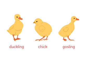 Children of duck, goose, chicken. Chicken, gosling and duckling on a white background. Vector flat illustration.