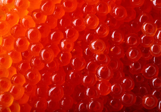 Red caviar mackro shot .