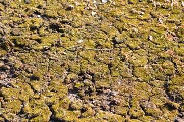 Green moss on earth closeup view with selective focus on foreground