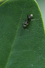 Busy ant in a macro shot on a leaf.