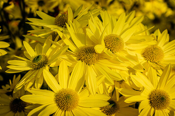 yellow chrysanthemums