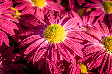 pink chrysanthemums