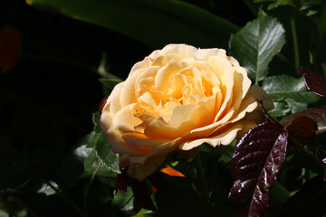 Orange rose flower in close up