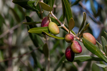 Olive tree fruits