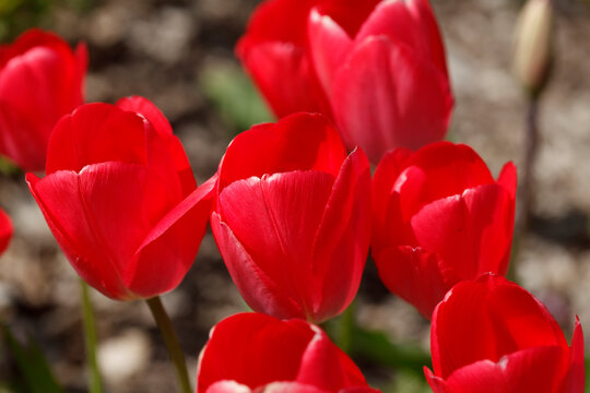 bunt bl&uuml;hendeTulpen,  (Tulipa), Blumenbeet, Deutschland