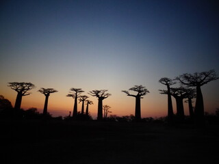 Baobab trees at sunset at the avenue of the baobabs in Morondava　(Madagascar)
