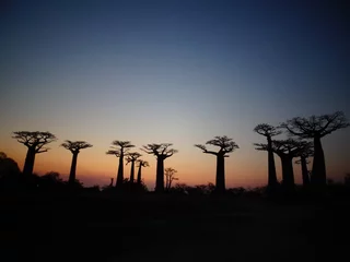 Gordijnen Baobab trees at sunset at the avenue of the baobabs in Morondava　(Madagascar) © marimos