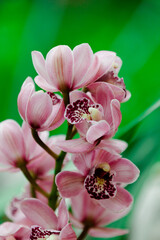 Fototapeta na wymiar pink and white flowers orchid
