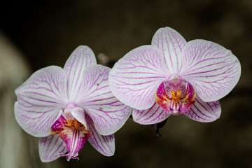 pink orchid flower