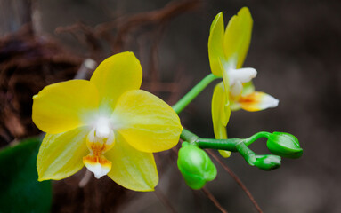 yellow orchid flower