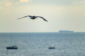 Fototapeta na wymiar Flying bird in the sky and ships in the sea.