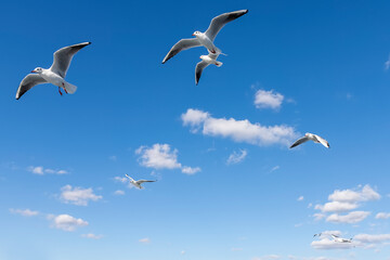 white fluffy clouds and seagulls in the blue sky