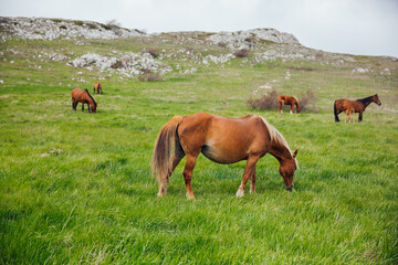 Obraz premium a herd of horses grazing in a green mountain meadow