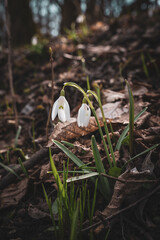 Snowdrop in the grass