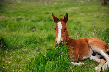 Naklejka na ściany i meble a horse child resting in the green grass in a pasture