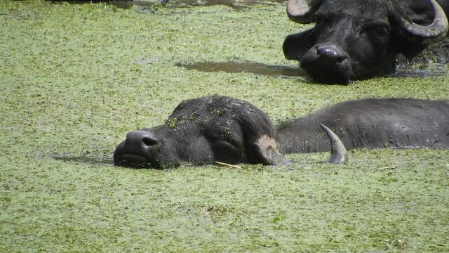 2 Water Buffalos swimming with the herd in green algae water in strong sunshine