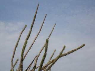 [Madagascar] A plant of the Didiereaceae family that grows toward the blue sky in Arboretum d'Antsokay (Toliara)