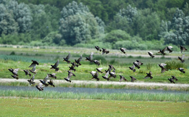 Stare fliegen 