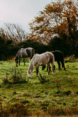 Obraz na płótnie Canvas Horses on an autumn day
