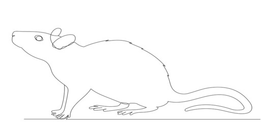 rat, mouse, continuous line drawing, sketch