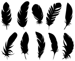 bird feather silhouette on white background, isolated, vector