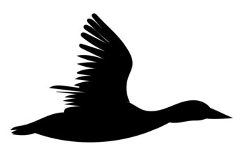 silhouette of a duck flying on a white background, isolated, vector