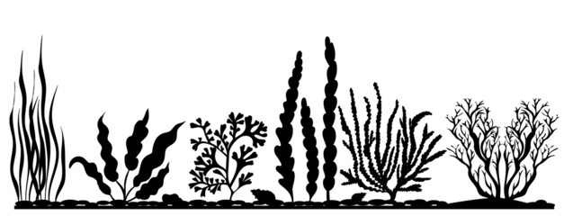 silhouette of seaweed on white background, isolated, vector © zolotons