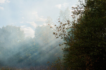 Smoke from burning foliage and deciduous trees on a sunny day, r