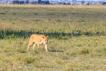 Lioness (Panthera leo) walking in savannah in Serengeti national park, Tanzania
