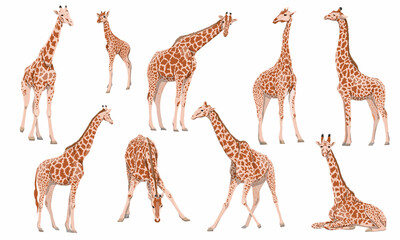 Fototapeta premium A set of males, females and cubs of Giraffa camelopardalis giraffes in different poses. Wild animals of Africa. Realistic vector animal
