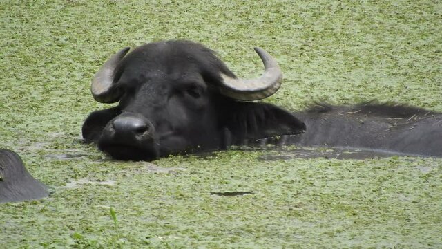 Water Buffalo (Bubalus bubalis) swimming in green algae filled small lake in strong sunshine.
