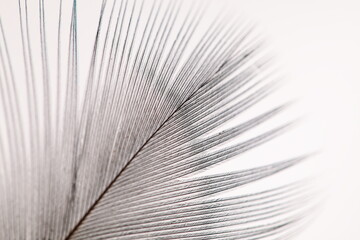 Obraz premium Macro image of Indian peacock feather.
