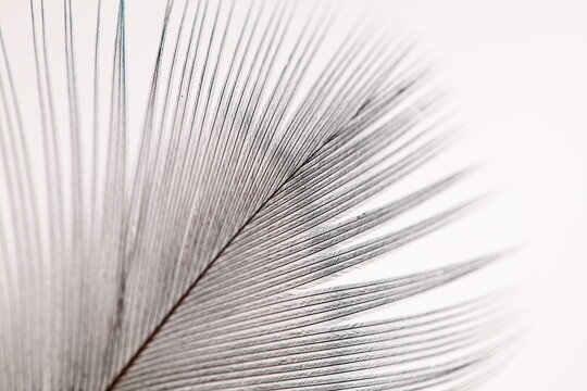 Macro image of Indian peacock feather.
