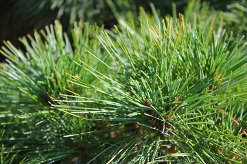 close up of pine needles