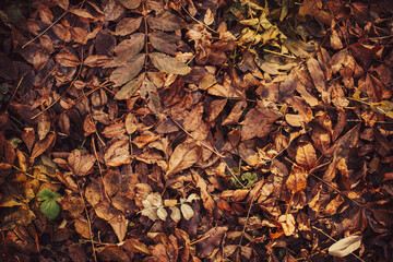 Withered fallen leaves lie on the ground