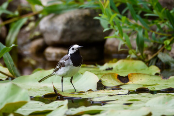 Selective focus photo. White wagtail bird, Motacilla alba, one green leaf at pond.
