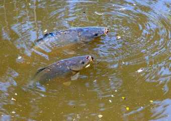Carp breathes through their mouths on the surface of the water