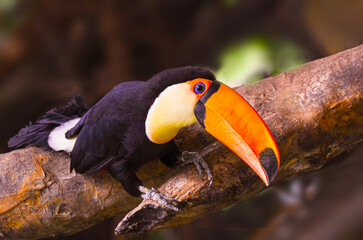 Toco toucan on branch