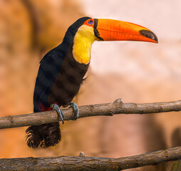 Toco toucan on branch
